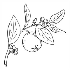 Set of round citrus fruits grapefruit, mandarin, orange. Outline illustration of fruits in doodle style isolated on white background.