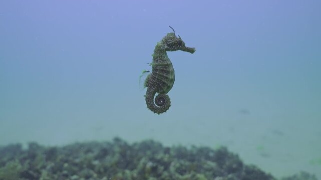 Seahorse (Hippocampus guttulatus) swims vertically upward from a reef covered with Mediterranean mussel (Mytilus galloprovincialis), on blue water background, Slow Motion