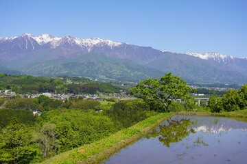 信州　中川村　飯沼の棚田と残雪の中央アルプス