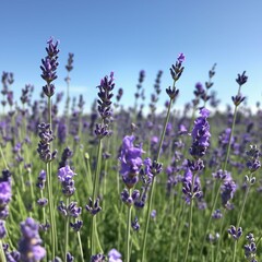 Obraz premium A field of lavender in full bloom under a clear blue sky, with vibrant purple flowers swaying in the breeze on a sunny day.