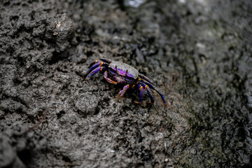 colourfull purple crab on the sand