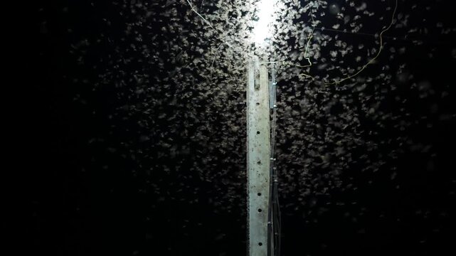 wings termite insects that fly and gather in the light from the light bulb