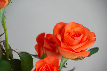 トロピカルアマゾン