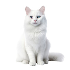 Naklejka premium cat looking isolated on white
