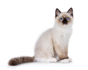 Cute ragdoll kitten sitting up side ways. Looking to camera with breed typical blue eyes. Isolated...