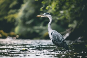 A graceful grey heron standing still in a shallow river, waiting to catch fish.