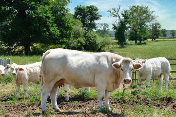 A mother cow Charolais breed, with her calf in a field in the countryside.