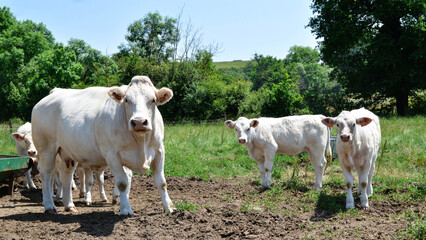 A mother cow Charolais breed, with her calf in a field in the countryside.