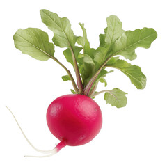 Radish, vegetable isolated on transparent background