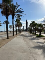 palm trees on the street