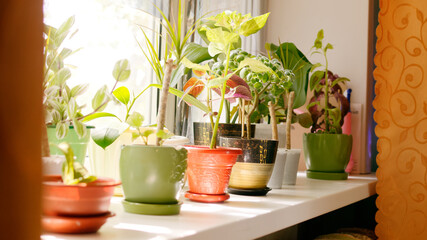 Indoor plants on the windowsill.4