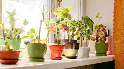 Indoor plants on the windowsill.3