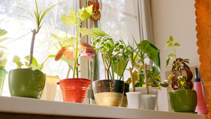Indoor plants on the windowsill.2