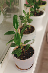 Indoor plants on the windowsill. 5