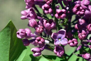 Unusual plants, large bushes, colorful nature in summer. Dark and light purple flowering lilac bushes Syringa, disambiguation, illuminated by bright sunlight.
