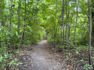 Greenery in the forest in late summer.
