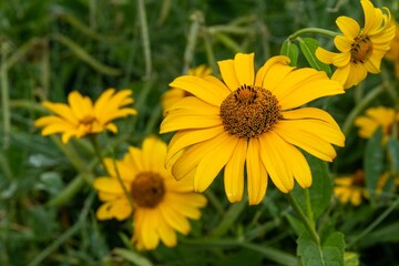 yellow flowers of an Echinacea on a green background