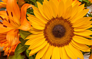 Sunflower flower close up