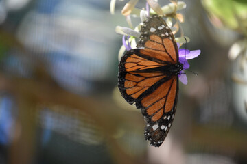 Monarch Butterfly With his Wings Spread Open