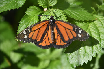 Stunning Monarch Butterfly With Wings Spread Wide