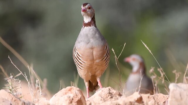 Barbary Partridge in the wild