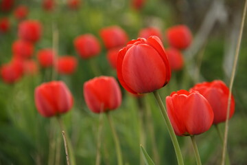close-up of several tulip buds