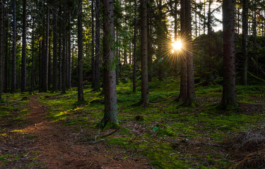 morning in the forest