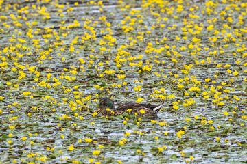 Ente im Bl&uuml;tenmeer
