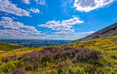 Mountain flowers landscape