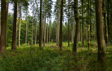 Forest trees. trees in the forest