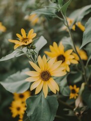 Yellow flowers with dark centers in a field of greenery.