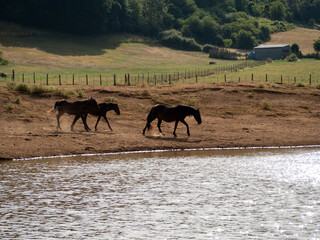animali in libertà sulla piana di Segni, in provincia di Roma