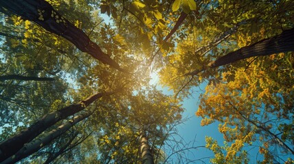 Obraz premium A tranquil scene of autumn foliage with sunbeams shining through, creating a warm and inviting atmosphere in the forest.