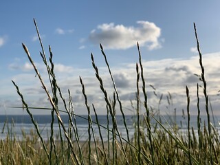 Yaquina Bay State Park Newport OR sea grasses with Pacific Northwest ocean background, puffy...