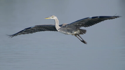 Grey heron bird in flight, bird flying over water