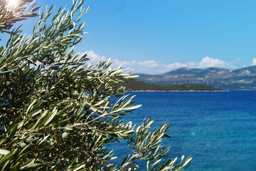 Naklejka premium Closeup green Mediterranean olive tree with olives