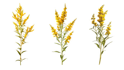 Fresh prairie goldenrod flowers