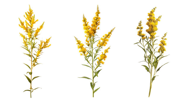 Fresh prairie goldenrod flowers