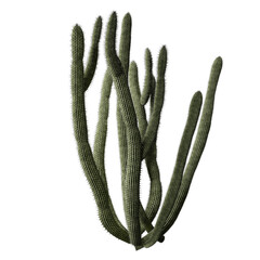 Large cactus type 2 front view for composition © Icaro