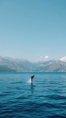 Obraz premium A dolphin leaps high out of the water during a performance in a pool.