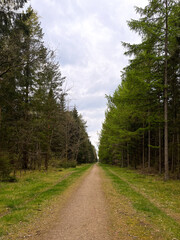 Fototapeta premium Path in a dense coniferous Scandinavian forest on a cloudy day. Hiking trail in the forest