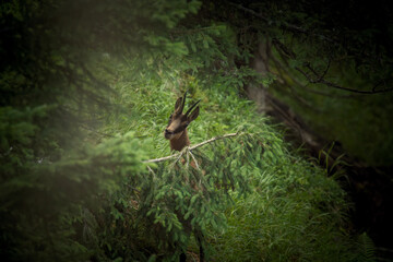 chamois female, rupicapra rupicapra, on the mountains in the forest at a summer morning, is looking at camera