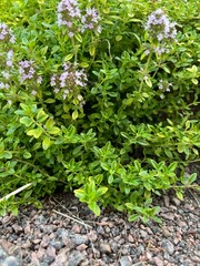 Thymus citriodorus Aureus.compact dense groundcover shrub with lots of pink and purple small fragrant flowers for a floral alpine slide. Nature background.