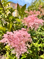 Filipendula rubra Venusta.  Blooming herbaceous perennial with huge pink fluffy inflorescences. ...