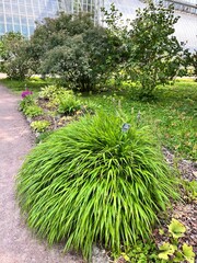 Hakonechloa  .Japanese forest grass. Decorative cereal forming a fluffy bush in a summer garden. ...