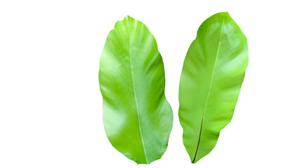 Cut-out image of a bird's nest fern on a white background with clipping paths.