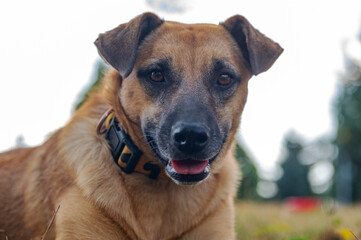 Obraz premium A dog is walking in the park. Walking with a happy dog in the park