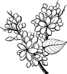 Syringa vulgaris flower lineart