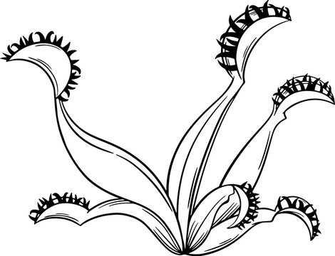 venus flytrap