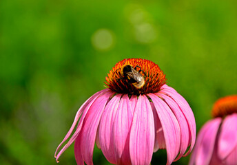 trzmiel na rózowej jeżówce, bumblebee on pink coneflower, Jeżówka purpurowa, Echinacea purpurea  © kateej